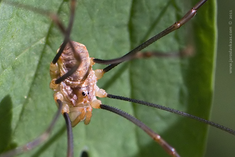 Sekáč Canestriniho (Opilio canestrinii), Staňkov