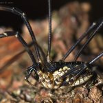 Sekáč pestrý - samec (Mitopus morio - male), Krkonoše