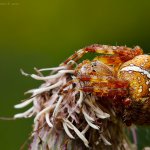 Křižák obecný - samice (Araneus diadematus - female), Krkonoše