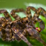 Slíďák mokřadní (Pardosa amentata), Hradišťany