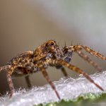 Slíďák mokřadní - samice (Pardosa amentata - female), Staňkov