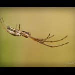 Čelistnatka stromová (Tetragnatha pinicola), Chlumská hora