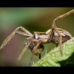 Lovčík hajní - samec (Pisaura mirabilis - male), Chlumská hora