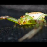 Běžník zelený - samice (Diaea dorsata - female), Chlumská hora