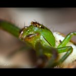 Běžník zelený - samice (Diaea dorsata - female), detail, Chlumská hora