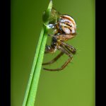 Křižák luční - juvenilní samec (Mangora acalypha - juvenile male), Hradišťany