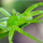 Maloočka smaragdová - samice (Micrommata virescens - female), Staňkov - Krchleby