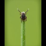 Klíště obecné - nymfa (Ixodes ricinus - nymph), Chlumská hora