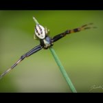 Běžník kopretinový - samec (Misumena vatia - male), Chlumská hora