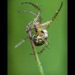 Křižák luční - samice (Mangora acalypha - female), Chlumská hora