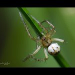 Křižák luční - samice (Mangora acalypha - female), Chlumská hora