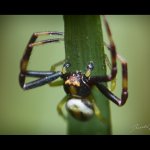 Běžník kopretinový - samec (Misumena vatia - male), Chlumská hora