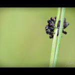 Skákavka černá - samec (Evarcha arcuata - male), Hradišťany