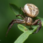 Běžník obecný - samice (Xysticus cristatus - female), CHKO Pálava, NPR Tabulová