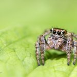 Skákavka obecná - samice (Evarcha falcata - female), Krkonošský národní park