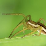 Lovčík vodní - juvenilní samice (Dolomedes fimbriatus - juvenile female), CHKO Blanský les, NPR Vyšenské kopce