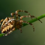 Křižák obecný - samice (Araneus diadematus - female), CHKO Blanský les, PP Provázková louka