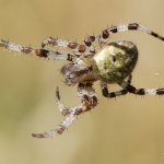 Křižák čtyřskvrnný - samice (Araneus quadratus - female), přírodní park Sedmihoří, PP Racovské rybníčky