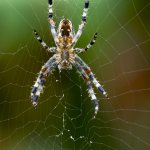 Křižák obecný - samice (Araneus diadematus - female), Chlumská hora