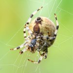 Křižák čtyřskvrnný, samice / Araneus quadratus, female / Four Spot Orb Weaver, Chlumská hora