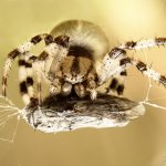 Křižák čtyřskvrnný, samice / Araneus quadratus, female / Four Spot Orb Weaver, Chlumská hora