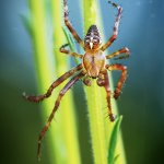 Křižák obecný, samec / Araneus diadematus, male / Cross Spider, PřP Česká Kanada