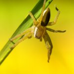 Lovčík vodní, samice / Dolomedes fimbriatus, female / Raft Spider, PřP Česká Kanada, PP Gebhárecký rybník