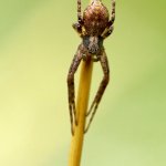 Listovník obecný / Philodromus cf. cespitum, Chlumská hora