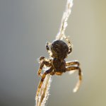 Běžník keřový, samec / Xysticus audax, male, CHKO Slavkovský les