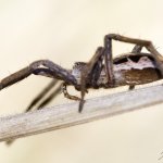Lovčík hajní, samice / Pisaura mirabilis, female / Nursery Web Spider, CHKO Slavkovský les