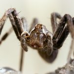 Lovčík hajní, samice / Pisaura mirabilis, female / Nursery Web Spider, Plzeň, Radčický les