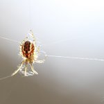 Křižák luční, samice / Mangora acalypha, female, Hradišťany