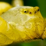 Běžník kopretinový, samice / Misumena vatia, female / Crab Spider, Hradišťany