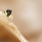 Skákavka měděná, samice / Heliophanus cupreus, female, Chlumská hora