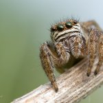 Skákavka černá, samice / Evarcha arcuata, female, PP Fládnitzské vřesoviště