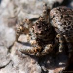 Skákavka znamenaná - samice (Aelurillus v-insignitus - female), Hradišťany