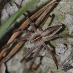 Lovčík hajní - samice (Pisaura mirabilis - female), Hradišťany