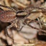 Slíďák hajní - samice (Pardosa lugubris - female), Hradišťany