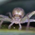 Listovník skvrnitý - samice (Philodromus albidus - female), Hradišťany