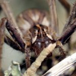 Lovčík hajní - samice (Pisaura mirabilis - female), Hradišťany