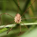 Sekáč chobotnička - juvenilní (Platybunus bucephalus - juvenile), Hradišťany