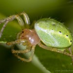 Křižák zelený - samice (Araniella cucurbitina - female), Hradišťany