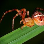 Křižák obecný (Araneus diadematus), Hradišťany