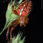 Křižák obecný (Araneus diadematus), Hradišťany