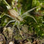 Listovník skvrnitý - samice (Philodromus albidus - female), Hradišťany