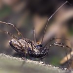 Sekáč chobotnička (Platybunus bucephalus), Krkonošský národní park