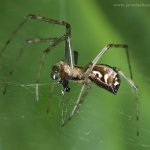 Plachetnatka keřová, samec / Linyphia triangularis, male / Money spider, Hradišťany