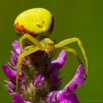 Běžník kopretinový - samice (Misumena vatia - female), Hradišťany