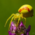 Běžník kopretinový - samice (Misumena vatia - female), Hradišťany