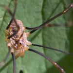 Sekáč Canestriniho (Opilio canestrinii), Staňkov